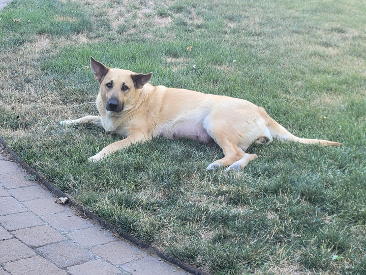chinook dog